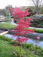 Acer palmatum cv Atrolineare (fam Aceracees) (Photo F. Mrugala) (1)